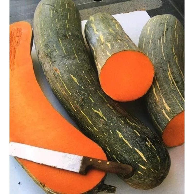  Hạt Giống Bí Ngô khổng Lồ Napoli -hatgiongbonmua 