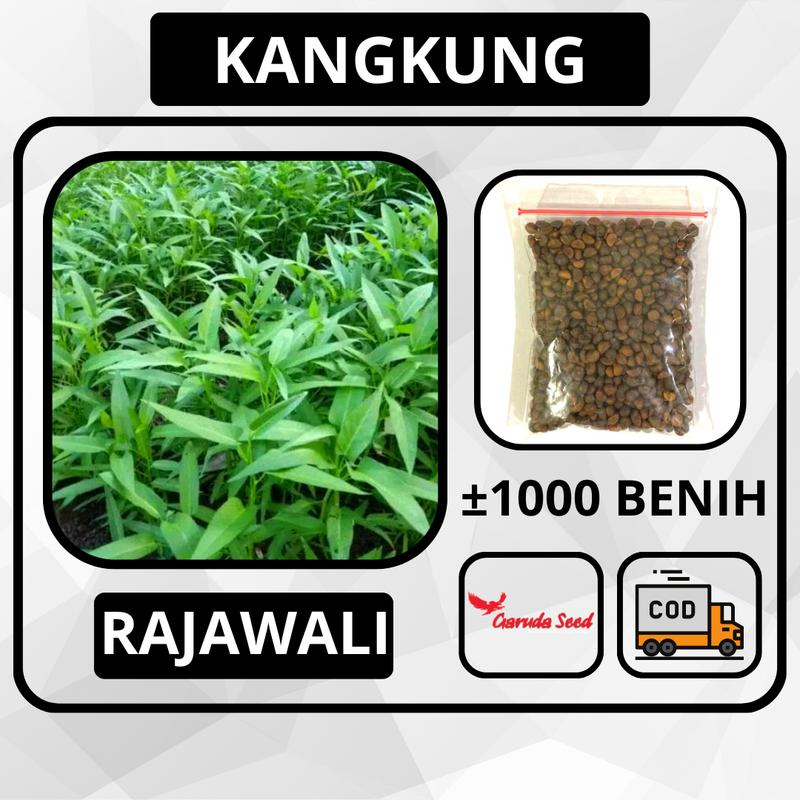 1000 Butir - Benih Kangkung RAJAWALI Garuda Seed Bibit Sayuran Tanaman Daun Lebar 0