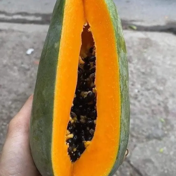 Đu đủ Lùn Ruột Vàng Siêu quả gói 300 hạt