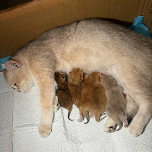 Na Xanh Petshop