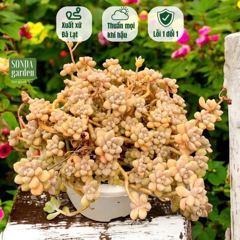 Sen đá full nắng mưa SONDA GARDEN size đại đường kính 18-20cm, cây cảnh trang trí nhà cửa, lỗi 1 đổi 1