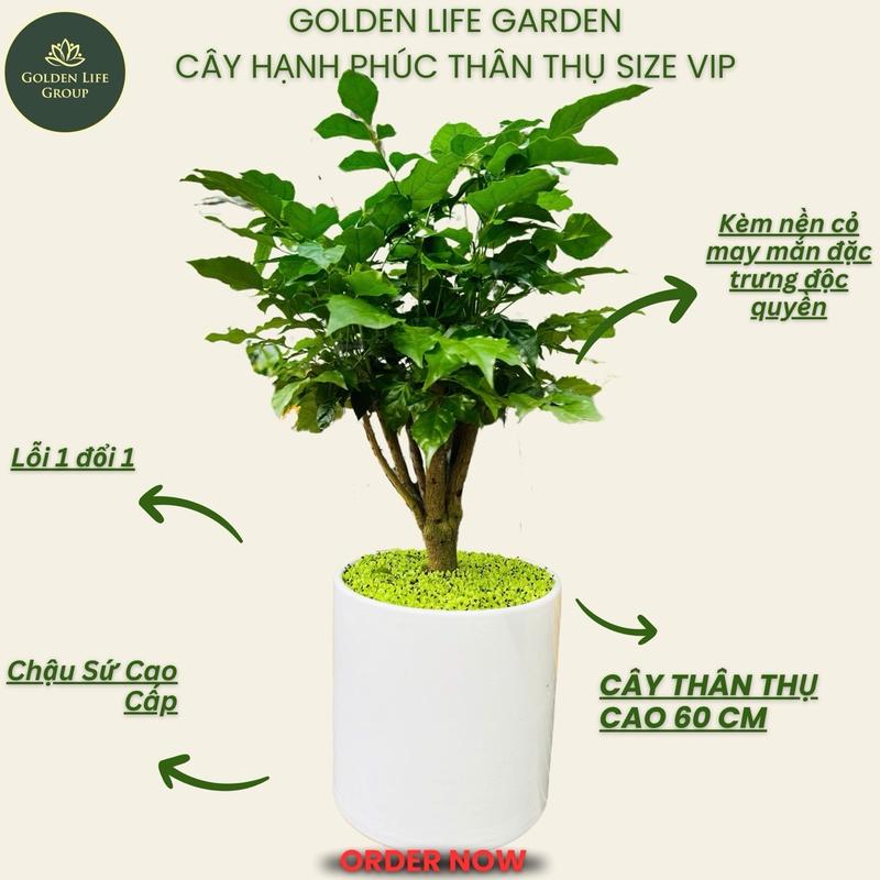   Chậu Lớn Cao Cấp  Cây Hạnh Phúc kèm lớp cỏ may mắn - giao chậu ngẫu nhiên - decor nhà trưng đám cưới - Decor Phòng Trang Trí Nhà 