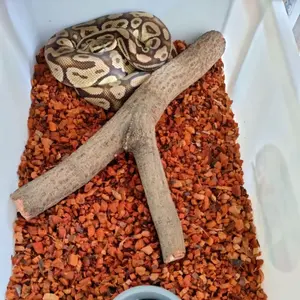 Alas Tidur Ular - Media Tanam Sabut Kelapa - Cocohusk Kemasan 6Liter