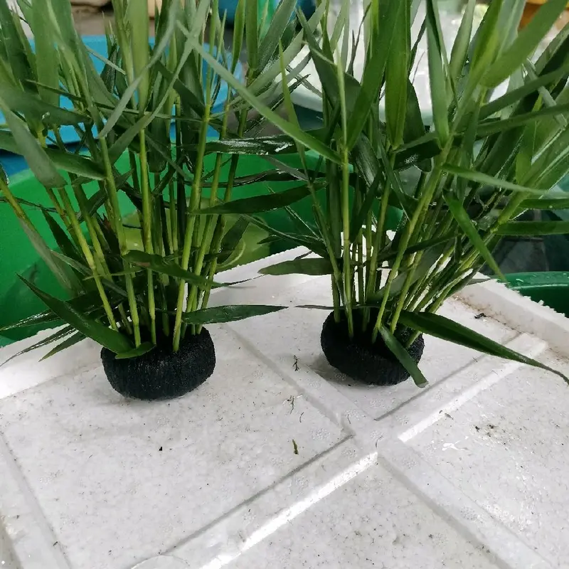 Tre nước gắn sẵn giá thể dinh dưỡng ( tặng 1 bịch bèo tai chuột) . 4