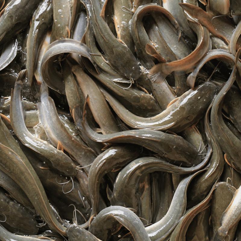 VITAMIN PLUS IKAN LELE. VITAMIN IKAN LELE AGAR CEPAT BESAR 1LITER PROBIOTIK PEMACU DAN PERANGSANG PERTUMBUHAN IKAN LELE TERMURAH DAN TERJAMIN PRODUK ORIGINAL 3