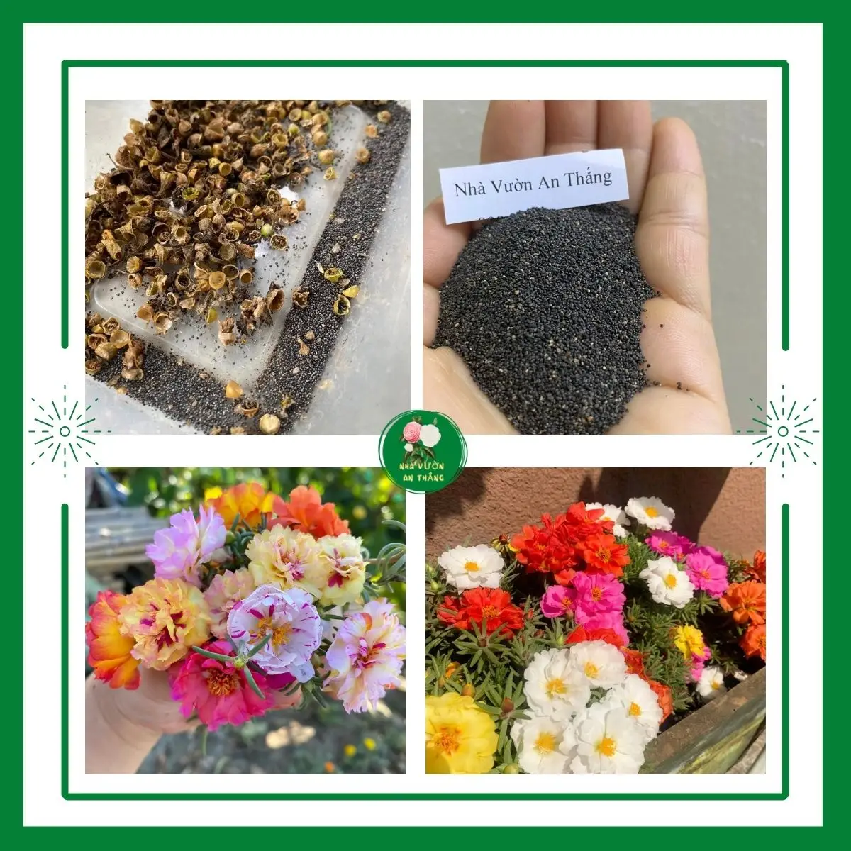 Hạt giống hoa mười giờ mix màu cực đẹp [Hạt Khuyến Mãi]