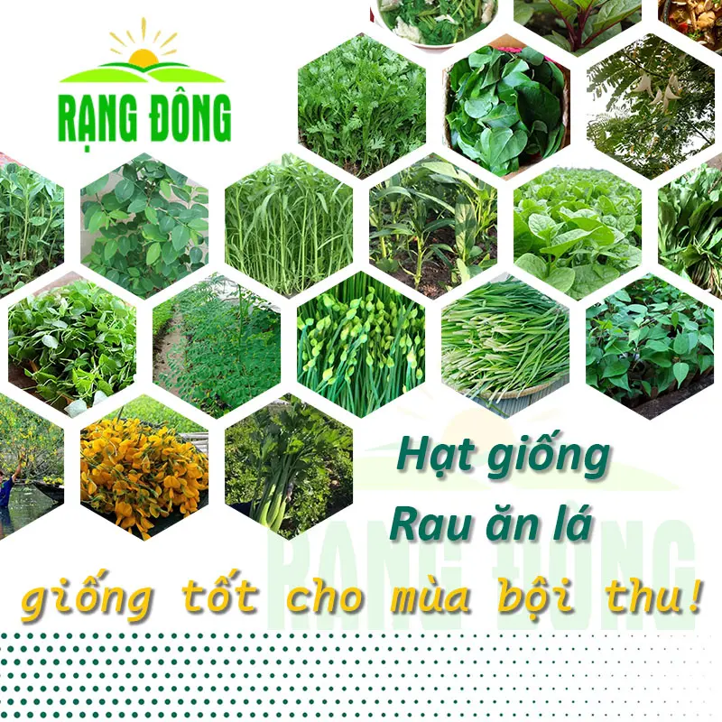 Hạt giống Rau Ăn Lá - Xà Lách - Rau Cải trồng quanh năm, nảy mầm tốt, dễ trồng, rau củ quả năng suất cao - Hạt giống Rạng Đông