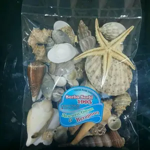 Aksesoris Cangkang Kerang laut 200gram