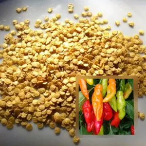 BENIH CABAI RAWIT 50 BIJI Tanaman Kualitas Baik Mudah Tumbuh Hasil Panen Berlimpah Cocok untuk Pecinta Tanaman Hias