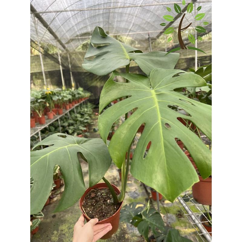 Berjaya Plant Nursery - Monstera(Pokok Bunga Hidup/Pokok Hiasan Dalam Rumah/Real Live Indoor Plant) 2