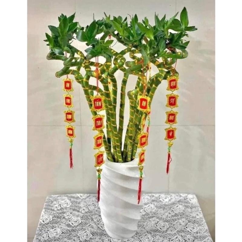 ￼Bó 10 cây phát tài xoắn - Trúc đầu rồng dài 70cm cây phong thuỷ hút tài lộc 0