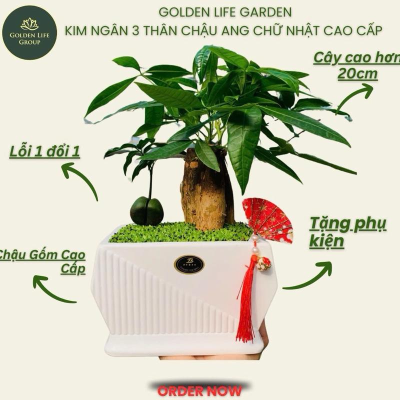  Kim Ngân 3 thân   Tam Lộc   chậu Ang Chữ Nhật gốm sứ cao cấp - decor văn phòng nhà cửa cửa hàng. Gửi mẫu chậu ngẫu nhiên cây phong thuỷ để bàn 