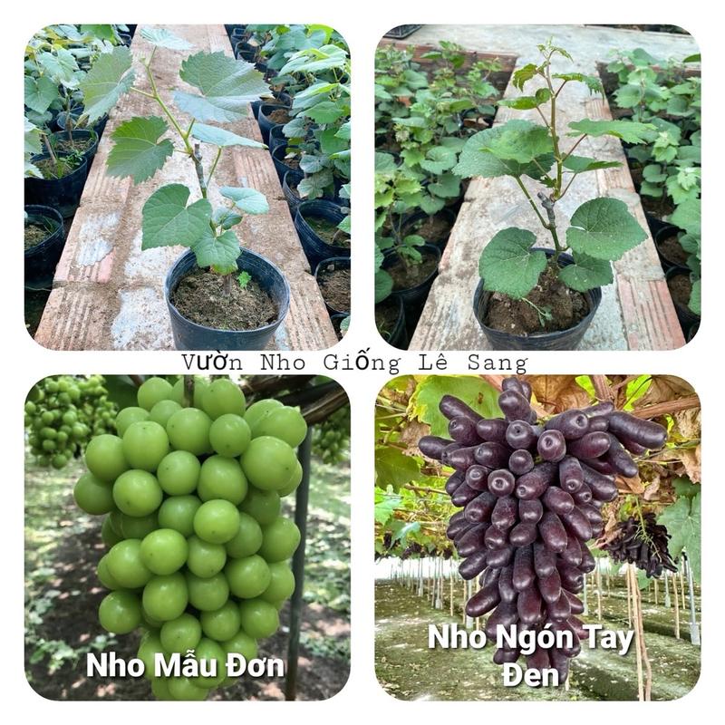 Sét 2 Cây: Ngón Tay Đen và Nho Mẫu Đơn . Giống nho không hạt.