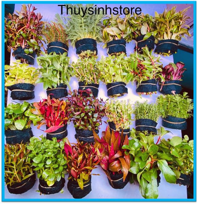 Cây thủy sinh không cần co2 dễ trồng trang trí cho bể cá