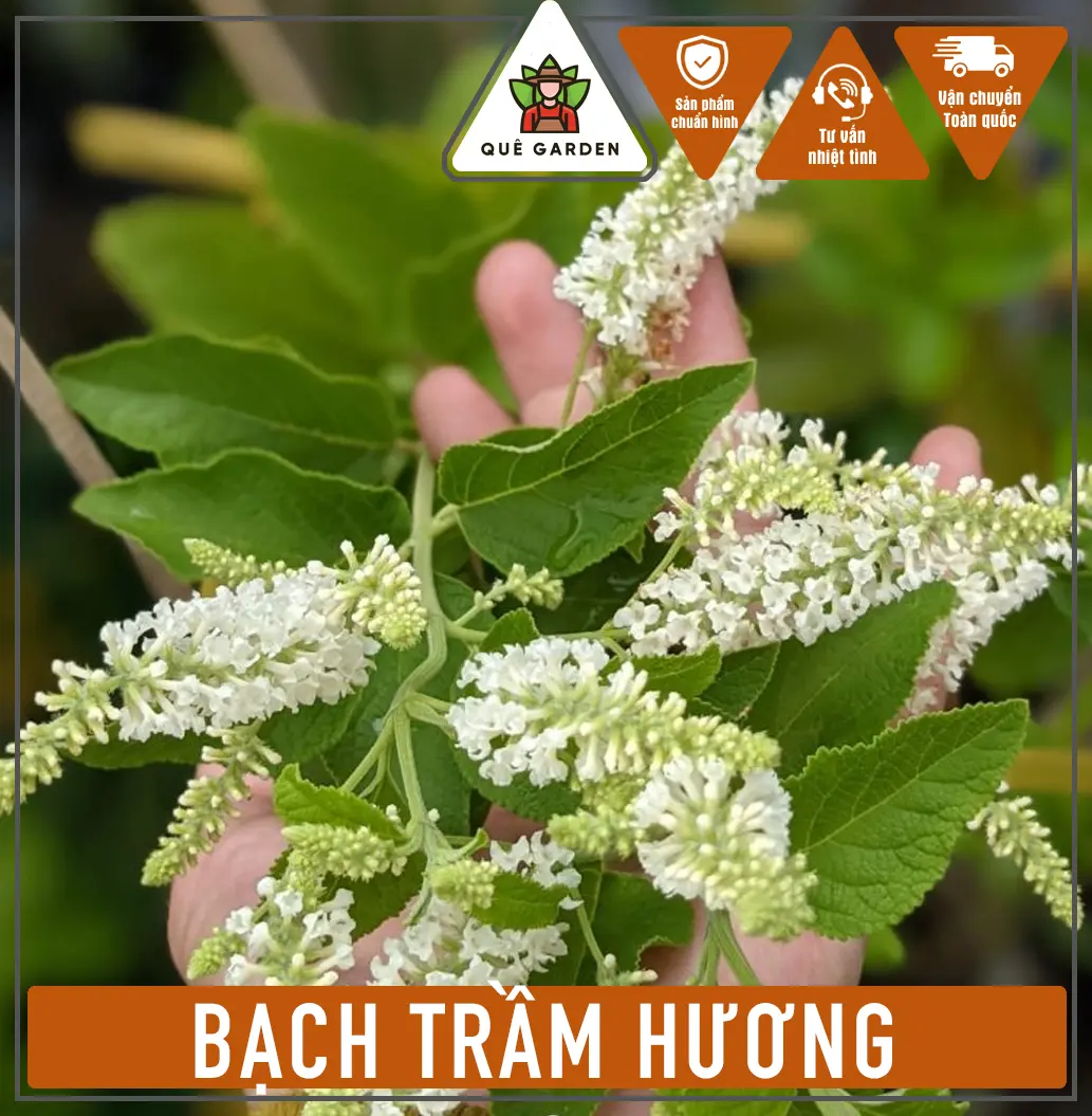 Cây Bạch Trầm Hương (Size lớn) - Cao tổng thể khoảng  50-60 cm - Hương thơm đuỗi công trùng an toàn! Giao miền Nam