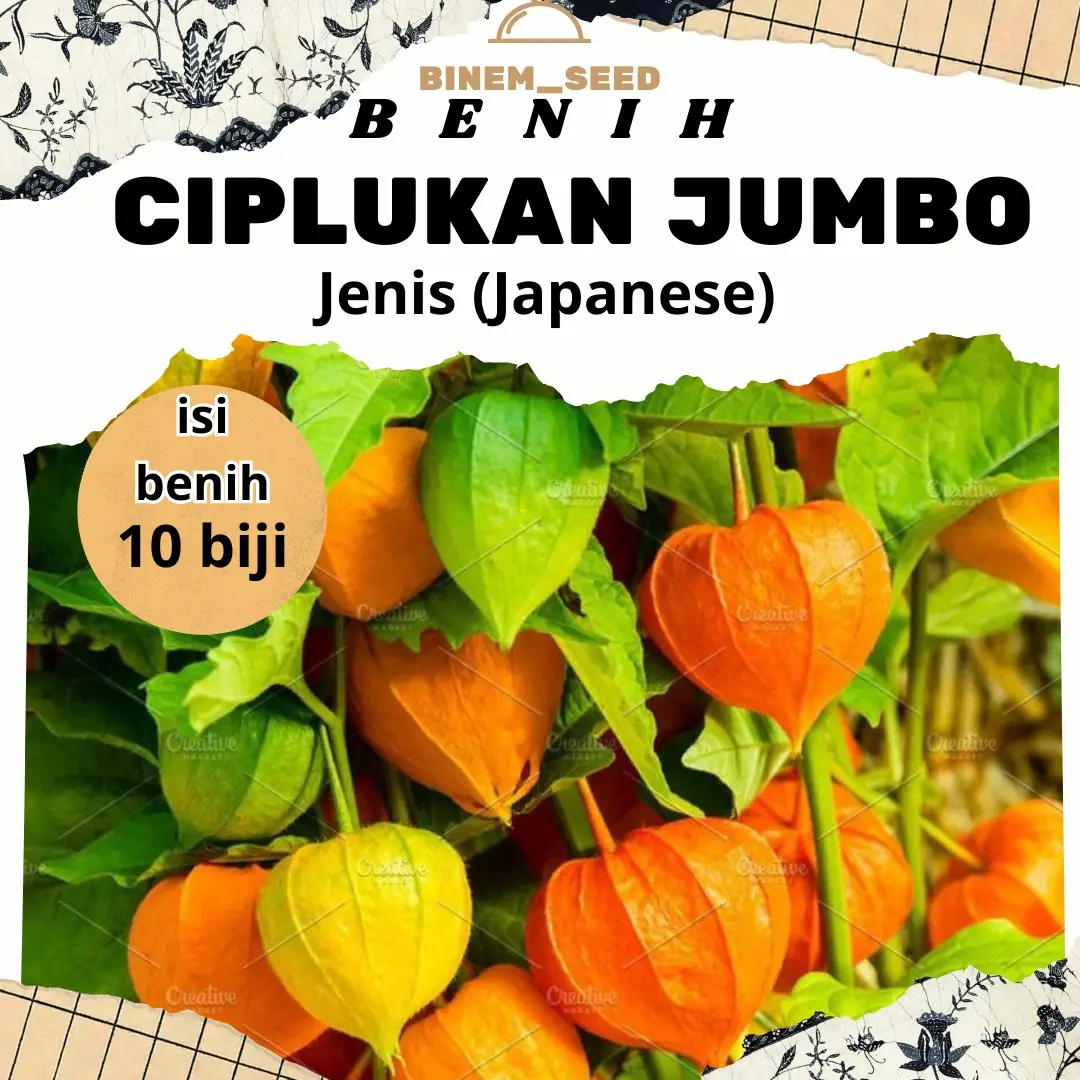 BENIH CIPLUKAN JUMBO ISI 10 BENIH