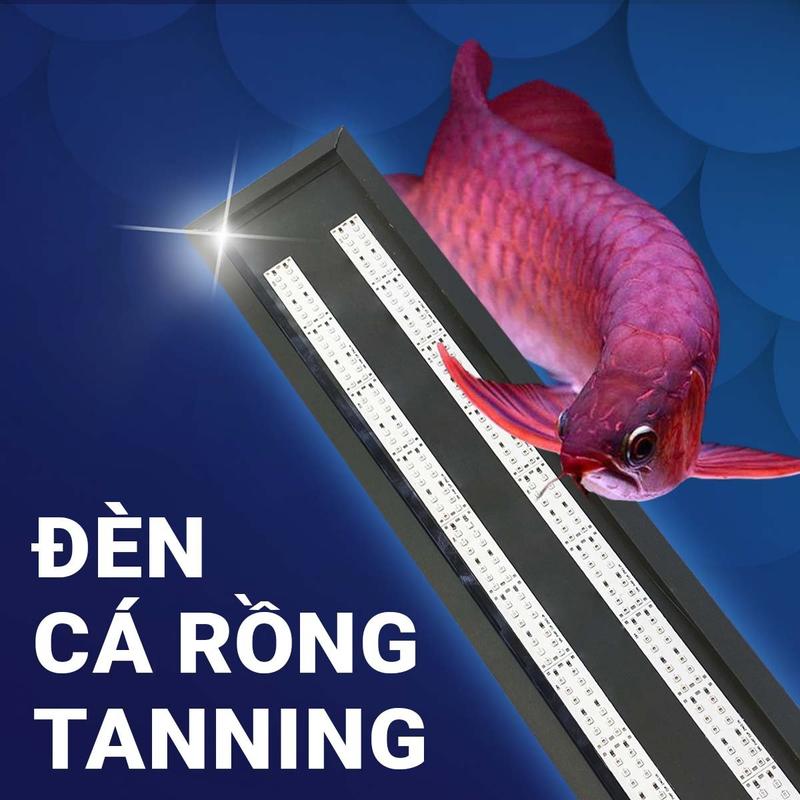 Đèn led xanh tanning chuyên dụng Zako 1m-1m2-1m5 - 1m8 cho cá rồng huyết long