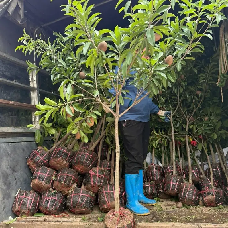 Combo 2 Cây giống hồng xiêm xoài - Sapoche 3
