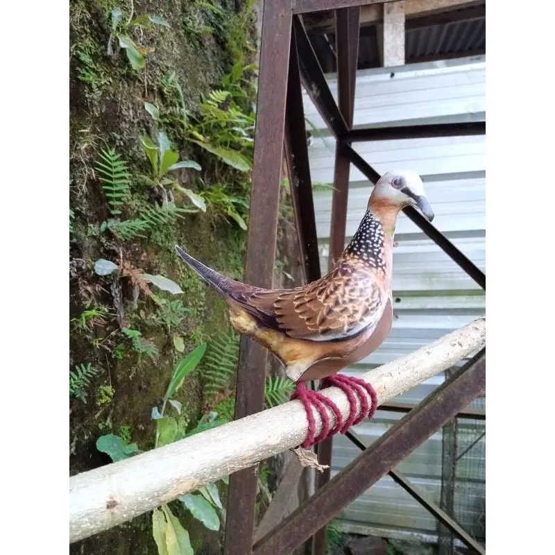 JONTROT/PATUNG burung TEKUKUR, DEKUKU,alat pikat racik 1