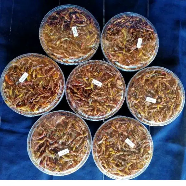 BELALANG GORENG,WALANG UTIS (PADI) KEMASAN TOPLES NASTAR BERAT -+120GRAM Camilan Kering Pedas