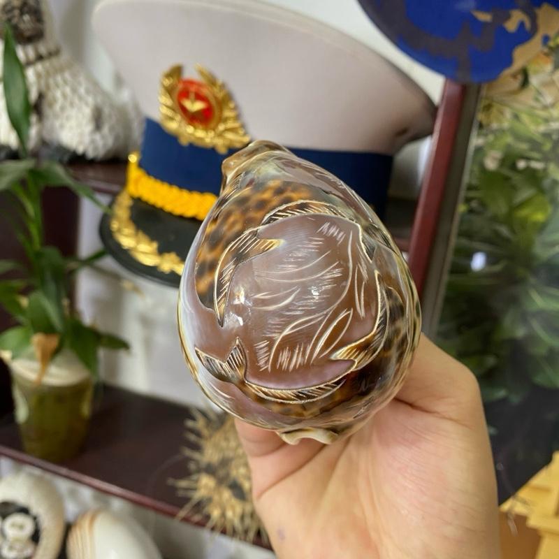Đèn ngủ cá heo làm từ vỏ ốc biển ( cắm điện ) siêu đẹp , bền , to bằng nắm tay 2