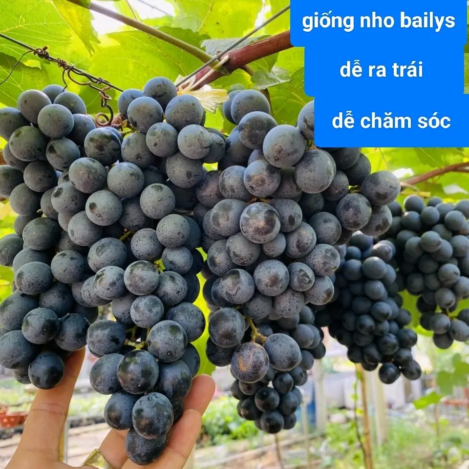 giống nho Baily siêu trái , dễ trồng