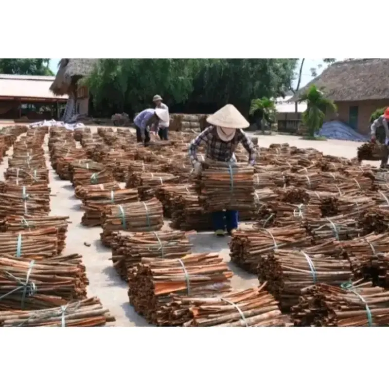 Combo 6 cây giống Quế Thơm cao 30_50cm khỏe đẹp bao sống cây rất nhiều dễ 3