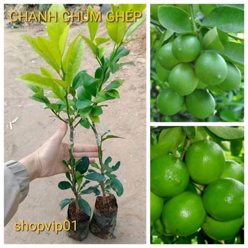 COMBO 2 CÂY CHANH CHÙM TỨ QUÝ RA QUẢ QUANH NĂM