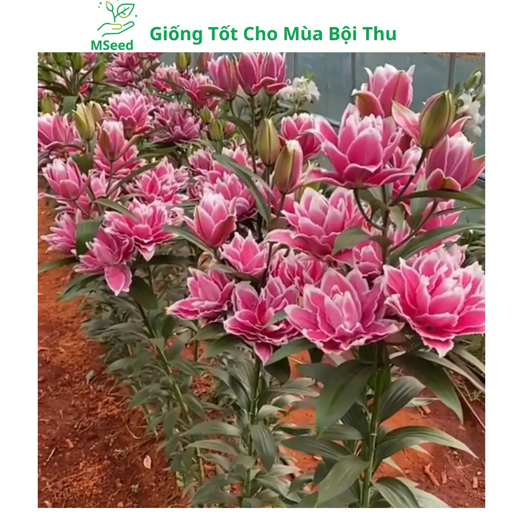 [CỦ TO+ MẦM KHỎE ĐẸP] Củ Hoa Ly Đủ Màu, Củ Ly Cao, Củ Ly Lùn, Hoa Ly Kép Hà Lan - MSeed