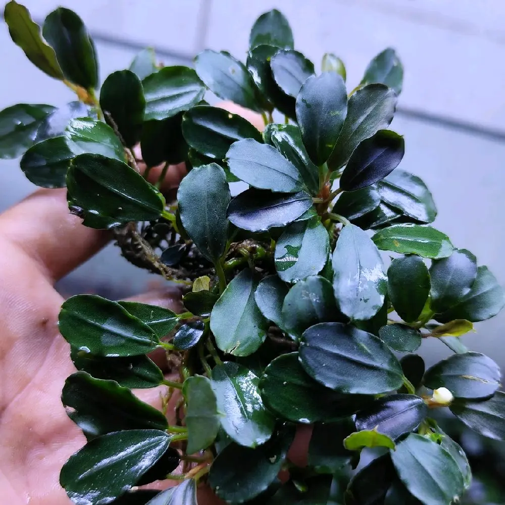 BUCEP NGỌN CẠN (Mix Ngẫu Nhiên)