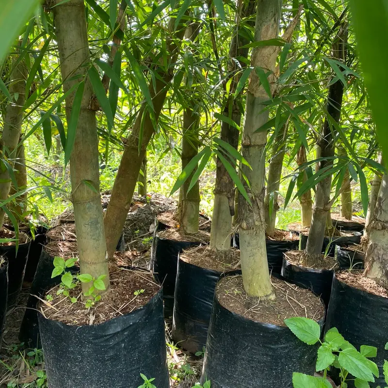 Cây giống tre tầm vông, lấy măng và sử dụng cây bền chắc 1