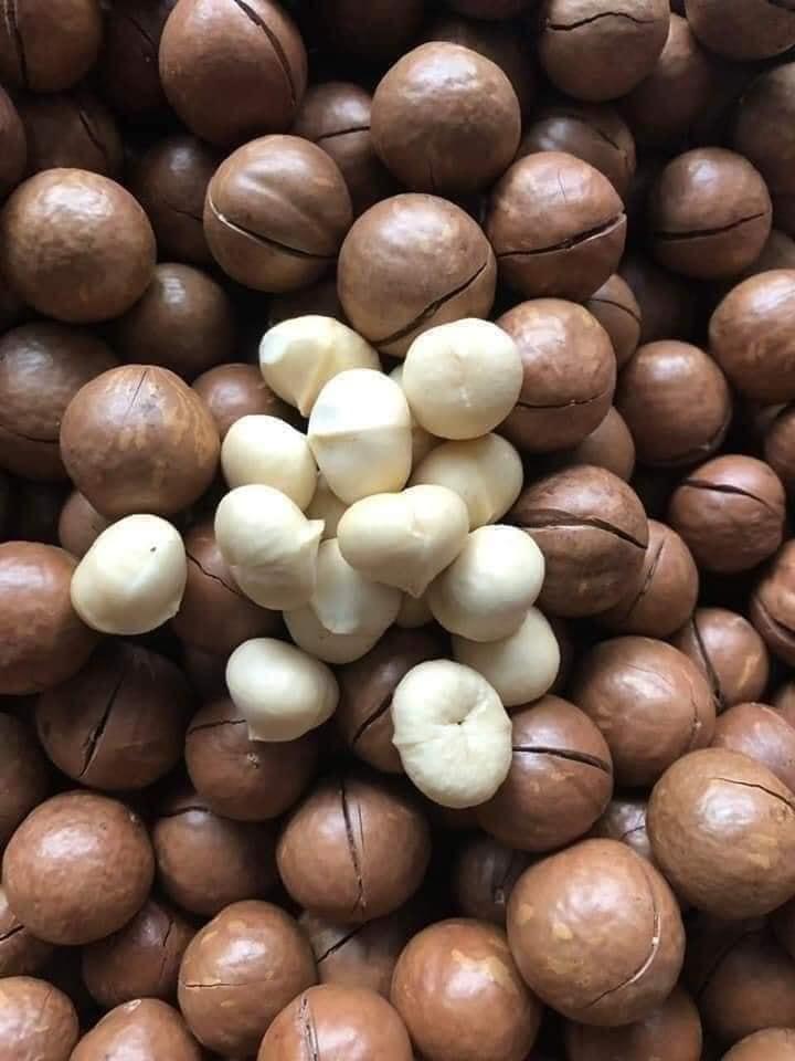 Product Introduction of 500gr Hạt Macca Sấy Đăk Lăk (1 Lon/ Túi zip) Dung Dương Đăk Lăk Food Snack Ăn Vặt Thức Ăn Cay Nuts 15