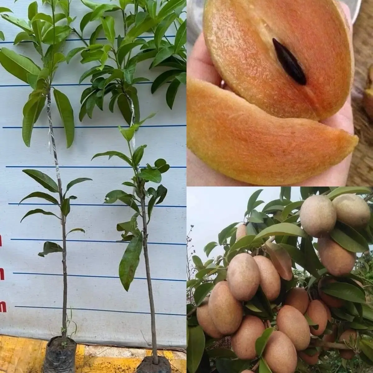 Cây Giống Hồng Xiêm Xoài ( cây ghép nhanh ra quả)