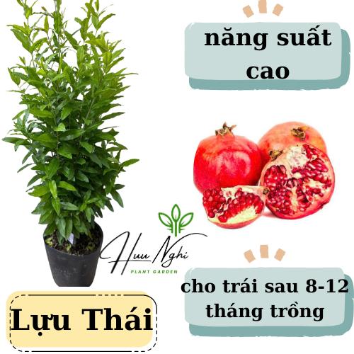 Cây giống Lựu Thái, cây gieo hạt (40 - 50cm), cây lựu thái