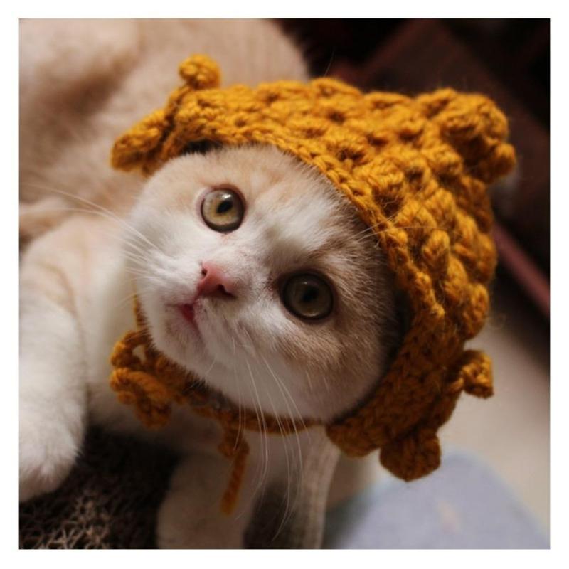 Cat hat, pet hat, puppy hat, cute and funny pet cross dressing hat 1