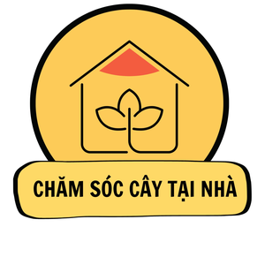 Chăm Sóc Cây Tại Nhà