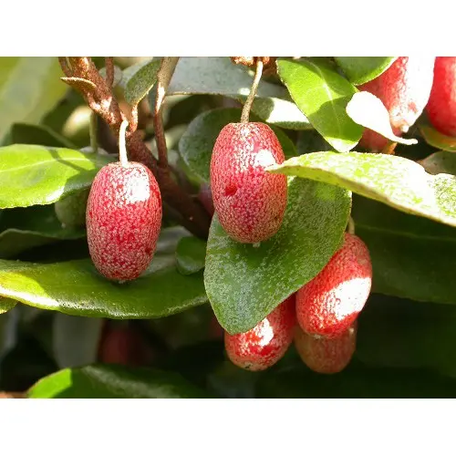 ( Nông Nghiệp Xanh ) Cây Nhót Siêu Ngọt 4