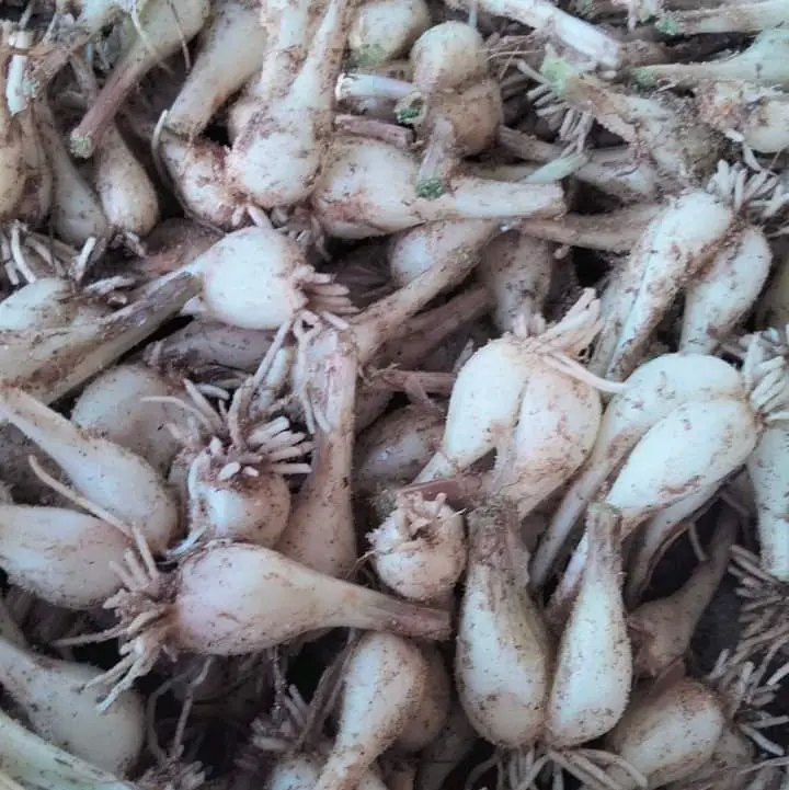 Củ kiệu huế khô ráo 500g chính gôc huế