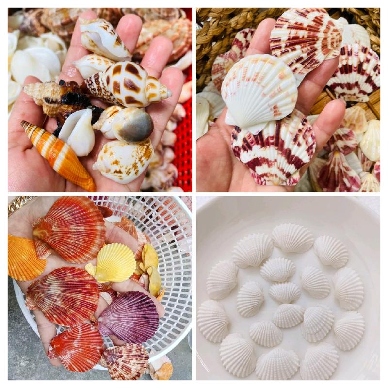 100 gram Vỏ sò ,vỏ ốc màu sắc tự nhiên dùng trang trí và làm kẹp tóc ,đồ thủ công