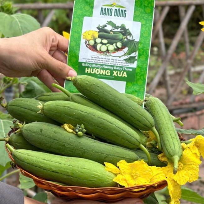 Hạt giống mướp hương baby, siêu thơm, ngọt đạm vị - Gói 20 hạt