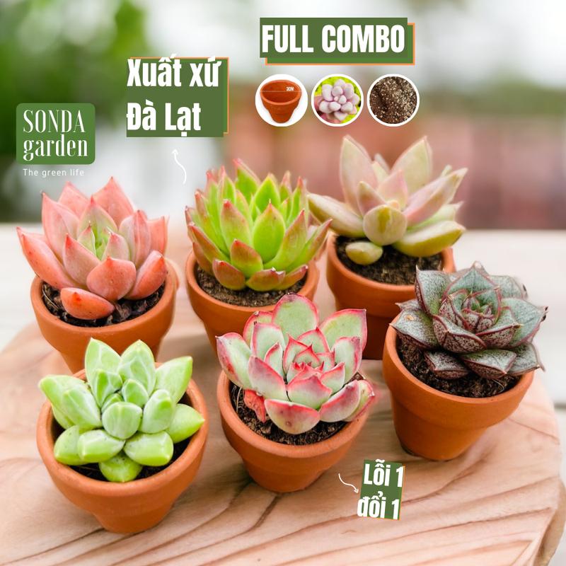 Set sen đá mini 20 cây kèm đất& chậu đất nung 3cm Sonda Garden lỗi 1 đổi 1