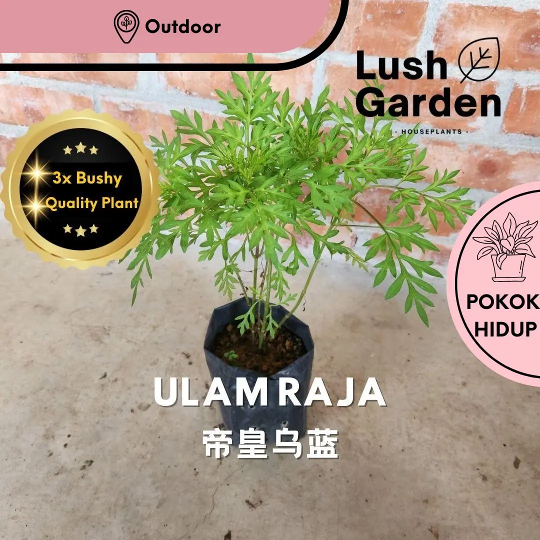 Pokok Ulam Raja / Cosmos Caudatus Anak Pokok Hidup Sayur Vegetable Herb ...