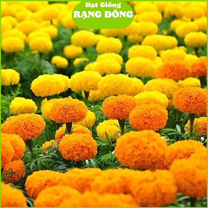 Hạt Giống Hoa Vạn Thọ Cây Cao Nhiều Màu Gói 0.1gr ~ 30 hạt Hạt mix nhiều màu cây cao 80-90cm trồng quanh năm