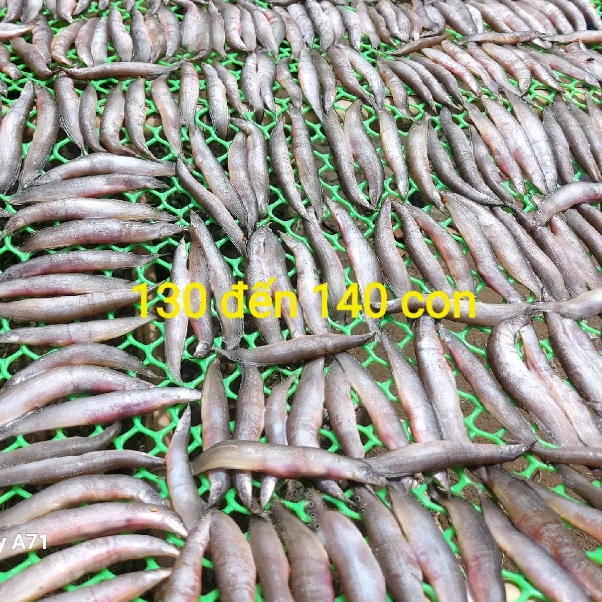 Khô Cá Chach đồng 3  nắng 130c 140con vị vừa ăn-đặc sản đồng bằng sông Cửu Long, Food