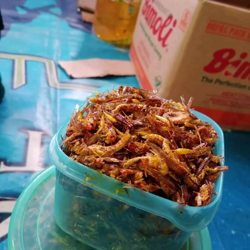 belalang goreng utis kecil kemasan toples kotak warna 0
