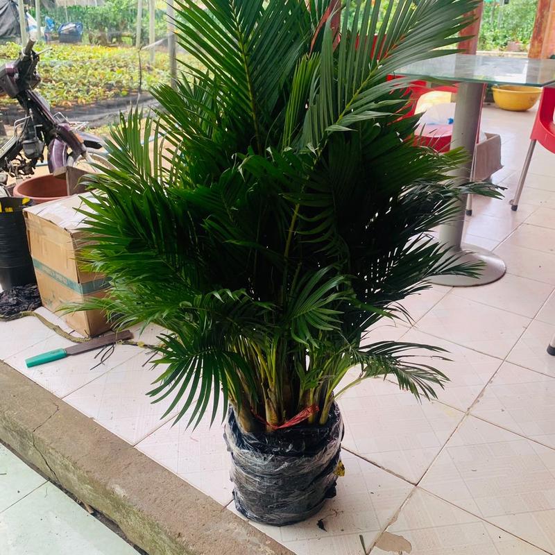 Cây Cau Vàng Đài Loan (Dừa Kiểng)  Thích hợp cả trong mát và nắng trực tiếp- Trang Trí Quán Cà Phê, Sân Nhà, Sân Vườn, Trang Trí Phòng - Cao 70cm đến 1m- Decor , thích hợp cả trong mát và ngoài nắng trực tiếp