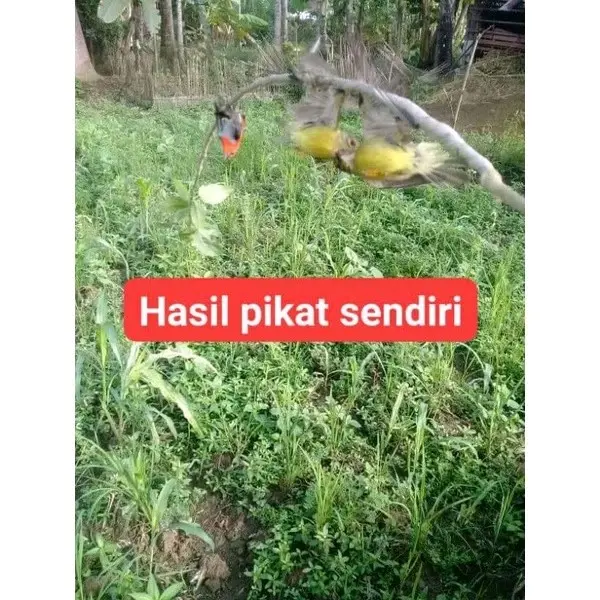 pulut anti leleh anti lalat isi 25gram 5