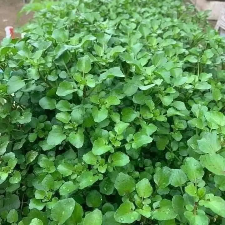 Hạt Giống Rau Cải Xoong ~ 500 hạt 3