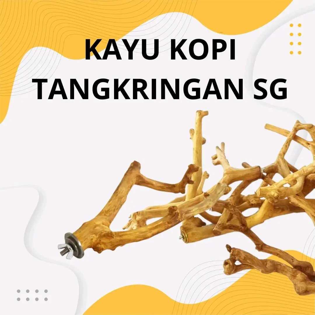 Tangkringan Kayu Kopi Sugar Glider Dan Burung