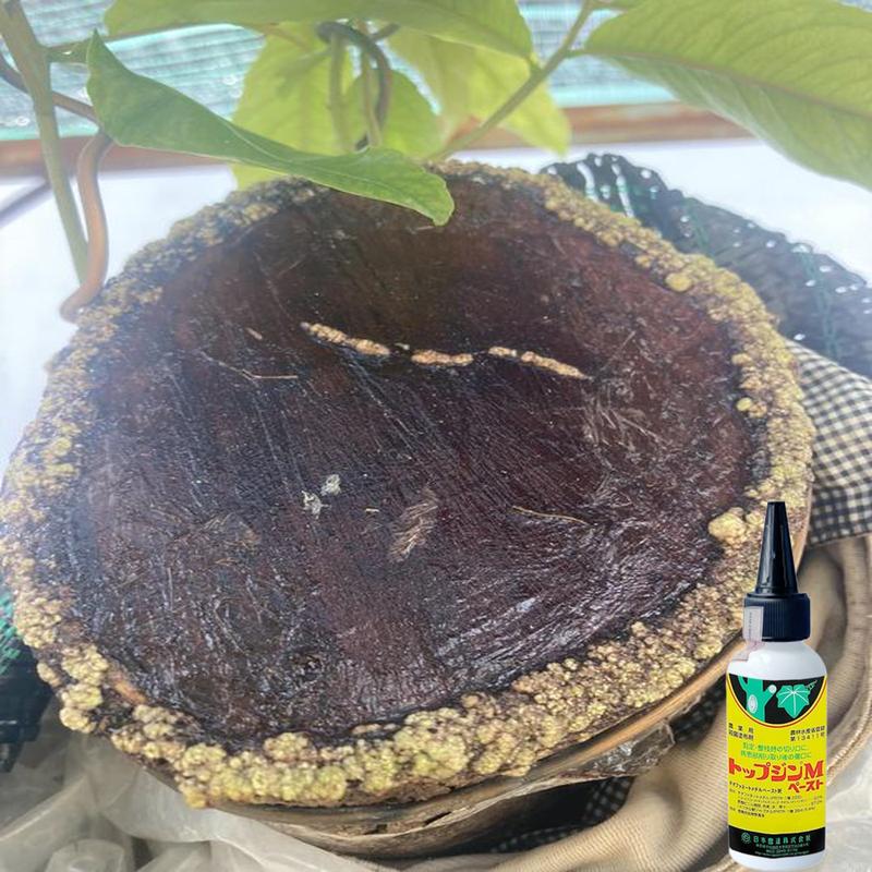 2 lọ Keo Liền Da Cây - Liền Sẹo Cho Cây Bonsai - Thế Hệ Mới Từ Nhật - Tạo Xù, U nghệ Thuật (80gr) 2